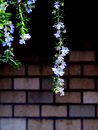 Rosemary